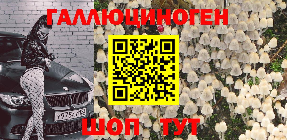 Псилоцибиновые грибы Psilocybe Сосновоборск
